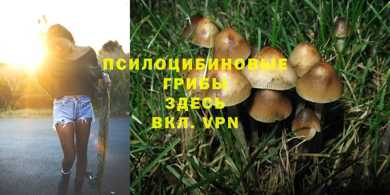 Галлюциногенные грибы Cubensis  Власиха 